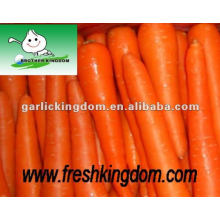 Nuevo cultivo Fresh red Carrot